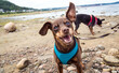 Cute miniature pinscher dog smiling in vacation at the shore