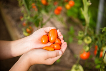 Cherry plum tomatoes in child's hand in the garden. Fresh plants.