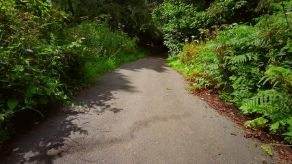 Wall Mural - English woodland. Scenic path in magic Stellagill green wood. Summer, Durham County, England UK. Tree trunks, sunlight. Trail inside the forest. Romantic landscape