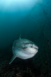 Ocean Sunfish Mola Mola Swimming Underwater in Fish Net