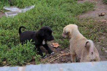 two dogs playing