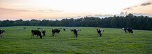 A Sunset, Sunrise Panorama Of A Pasture Where A Herd Of Holstein Cattle Are Grazing Freely On The Grass Field. A Good Example For Human Animal Farming That Considers Animal Welfare Standards.