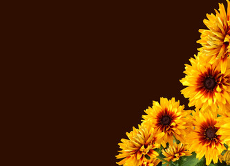 flowers close-up on a black background.