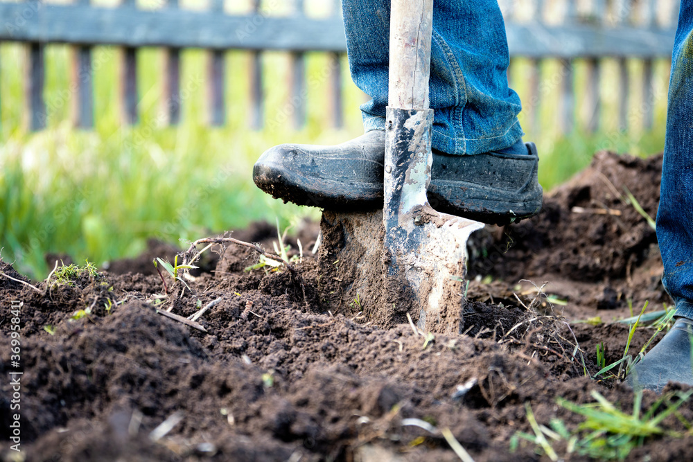 Male foot in rubber boots digging the ground in the garden bed with an ...
