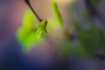 Wall Mural - Spring background of the young green leaves of birch. The buds bloom in the spring. Close up. Copy space.