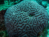 Fototapeta  - Close up of the hard coral. Philippines.
