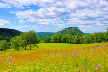 Sticker - Koenigstein mit Blumenwiese - Castle Koenigstein in Elbe sandstone mountains in spring