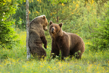 two brown bears, ursus arctos, courting on a blooming glade with flowers in summer nature. male and 