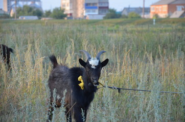 goat in the field