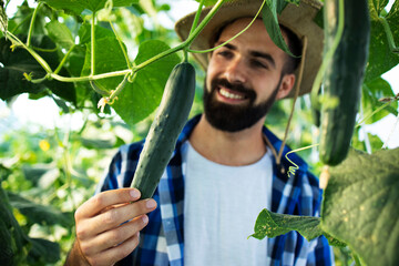 Young bearded man farmer growing and checking vegetables in hothouse. Man with hat touching cucumber.