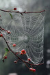 © Goodness Grace Photography/Stocksy - Close up of a dew-covered spider web in a tree