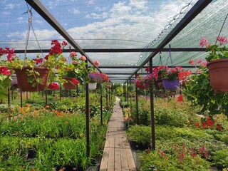 Garden center. Garden shop. Sale of plants, trees and flowers. Variety of plants, trees and flowers.