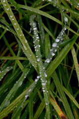 Wall Mural - Green grass with raindrops close - up
Drops of dew on the green grass. Raindrops on green leaves. Water drops in nature
