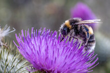 Bumblebee Busy Being A Bee On A Thistle