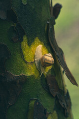 snail on a tree