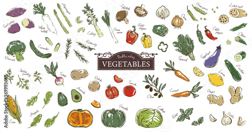 おしゃれでラフな野菜のスケッチイラストセット Vector De Stock Adobe Stock