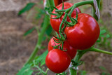 Fototapeta Kuchnia - Beautiful red ripe tomatoes grown in a greenhouse. Photo with a tomato with shallow depth of field.