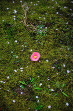 A Pink Camellia And Cherry Blossom Petals On Moss Garden. 