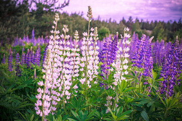 Wall Mural - lupins