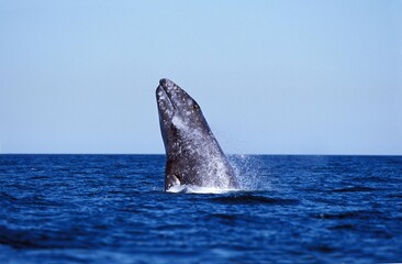 Wall Mural - grey whale eschrichtius robustus, breaching, baja california in mexico