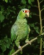 RED-LORED PARROT amazona autumnalis, ADULT STANDING ON BRANCH