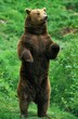 BROWN BEAR ursus arctos, ADULT STANDING ON ITS HIND LEGS