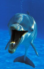 Wall Mural - bottlenose dolphin tursiops truncatus, adult with open mouth, underwater view