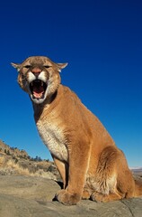 Wall Mural - cougar puma concolor, adult standing on rock, snarling, montana