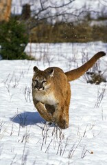 Sticker - COUGAR puma concolor, ADULT RUNNING ON SNOW, MONTANA