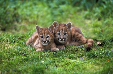 COUGAR puma concolor, CUB STANDING ON GRASS