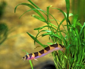 Wall Mural - kuhli loach pangio kuhli