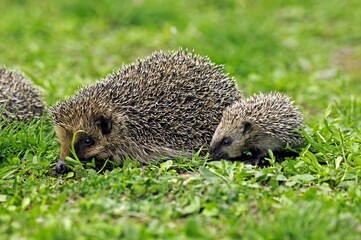 Wall Mural - european hedgehog erinaceus europaeus, mother with young