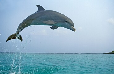Wall Mural - bottlenose dolphin tursiops truncatus, adult leaping, honduras