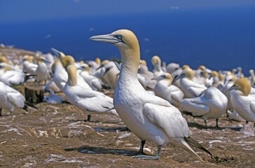Wall Mural - northern gannet sula bassan, colony on bonaventure island, quebec