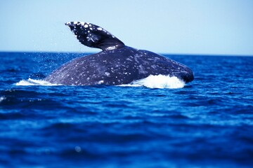 Wall Mural - grey whale or gray whale eschrichtius robustus, adult breaching, baja california in mexico
