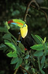 Wall Mural - keel-billed toucan ramphastos sulfuratus, costa rica