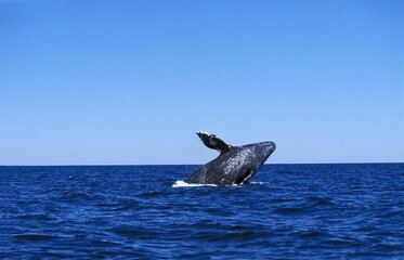 Wall Mural - grey whale or gray whale eschrichtius robustus, adult breaching, baja california in mexico