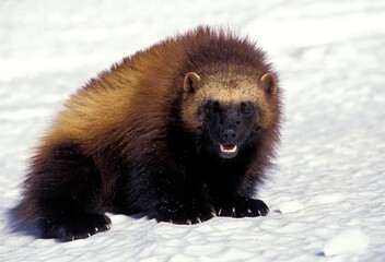 Wall Mural - north american wolverine gulo gulo luscus, adult standing on snow, canada