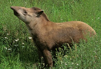 Wall Mural - lowland tapir tapirus terrestris, adult standing on high grass