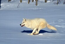 ARCTIC WOLF Canis Lupus Tundrarum, ADULT RUNNING ON SNOW, ALASKA