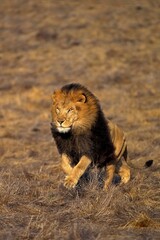 Wall Mural - african lion panthera leo, male running through savannah