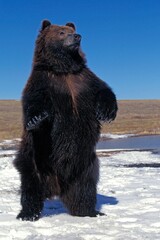 Wall Mural - KODIAK BEAR ursus arctos middendorffi, ADULTE STANDING ON HIND LEGS, LOOKING AROUND, ALASKA