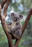 KOALA phascolarctos cinereus, ADULT STANDING ON BRANCH, AUSTRALIA