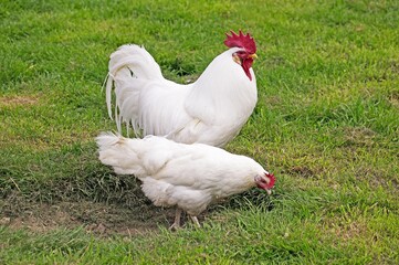 Wall Mural - white leghorn, domestic chicken, cockerel with hen standing on grass