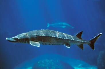 Wall Mural - lake sturgeon, acipenser fulvescens, adult