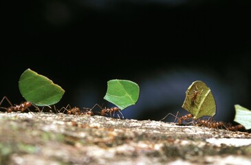 Wall Mural - leaf-cutter ant, atta sp., adult carrying leaf segment to anthill, costa rica