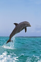 Wall Mural - bottlenose dolphin, tursiops truncatus, adult leaping, honduras