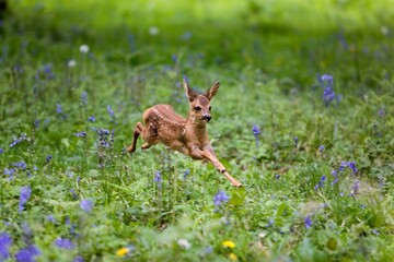 Wall Mural - roe deer, capreolus capreolus, fawn running through flowers, normandy