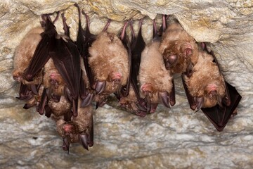 Wall Mural - Greater Horsehoe Bat, rhinolophus ferrumequinum, Colony Hibernating in a Cave, Normandy