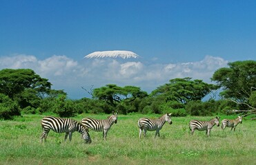 Wall Mural - burchell's zebra, equus burchelli, herd in savannah near kilimandjaro mountain, tanzania